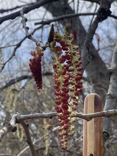 Eastern cottonwood (Populus deltoides)