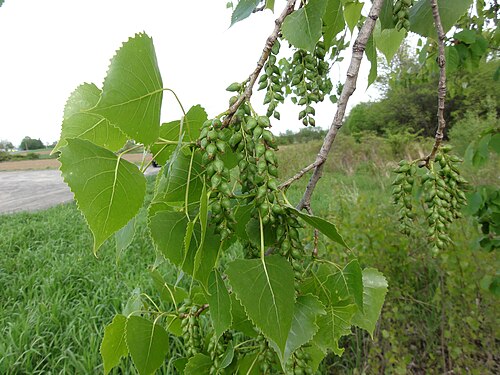 Eastern cottonwood: Populus deltoides - eastern cottonwood - at the Skaneateles Conservation Area, Onondaga County, New York