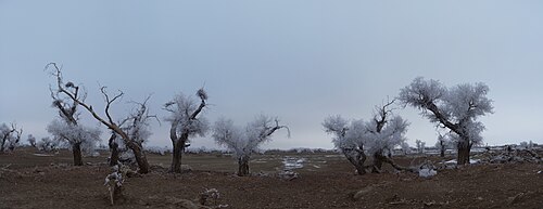 Euphrates poplar: Populus_euphratica in winter