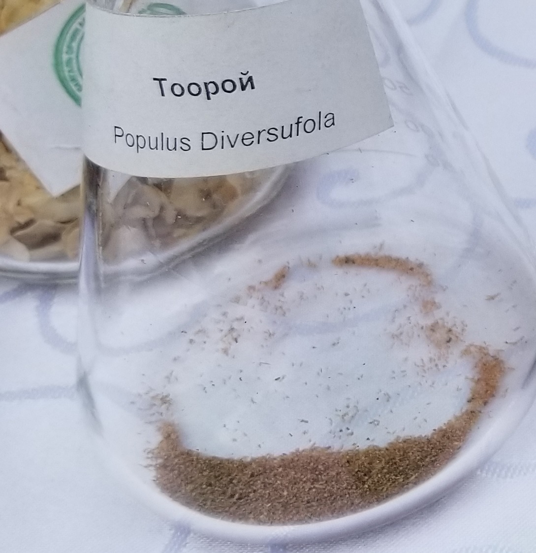 Euphrates poplar: Populus Diversufola seed