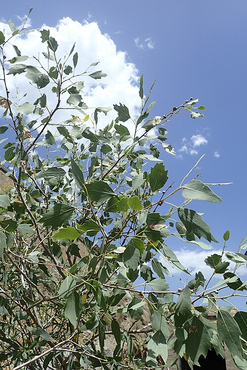 Euphrates poplar: Populus euphratica in Meghri (Armenia), near border with Iran