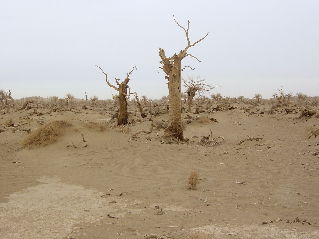 Euphrates poplar: 额济那旗怪树林之三
