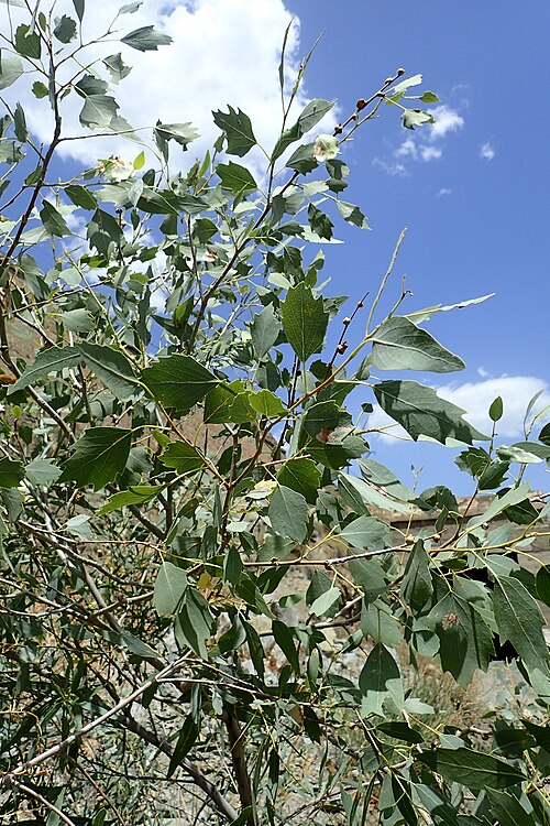 Euphrates poplar: Populus euphratica in Meghri (Armenia), near border with Iran