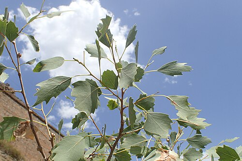Euphrates poplar: Populus euphratica in Meghri (Armenia), near border with Iran