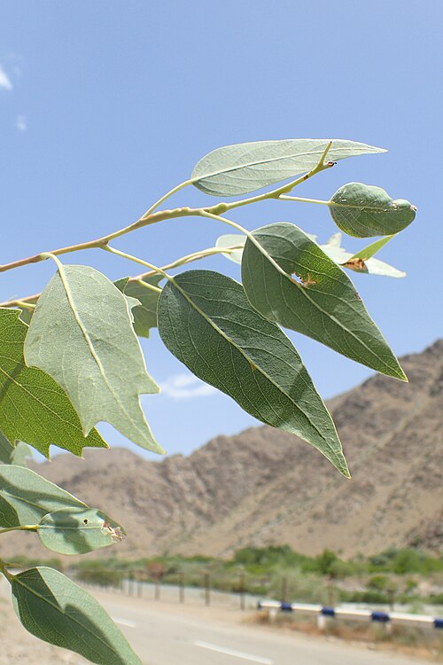 Euphrates poplar: Populus euphratica in Meghri (Armenia), near border with Iran