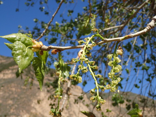 Fremont cottonwood (Populus fremontii)