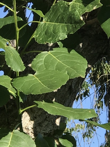 Fremont cottonwood (Populus fremontii)