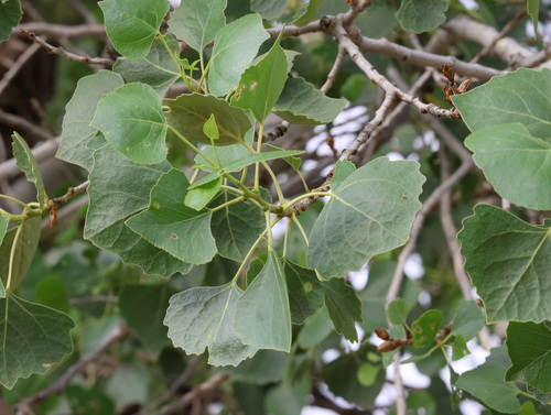 Fremont cottonwood (Populus fremontii)
