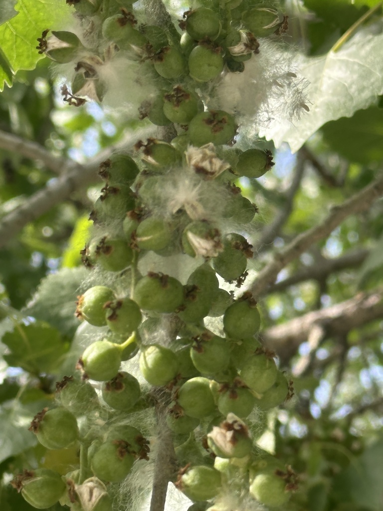 Fremont cottonwood (Populus fremontii)