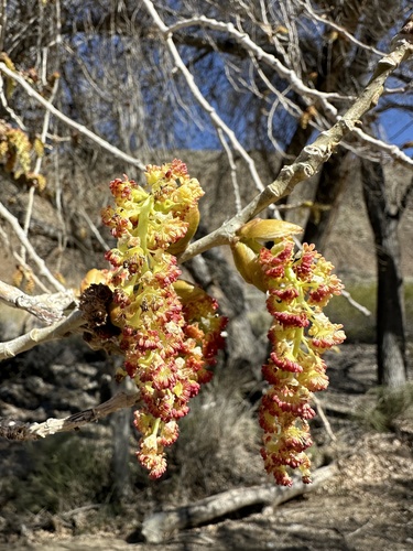 Fremont cottonwood (Populus fremontii)