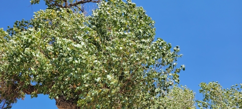 Fremont cottonwood (Populus fremontii)
