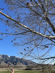 Fremont cottonwood (Populus fremontii)