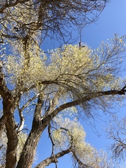 Fremont cottonwood (Populus fremontii)