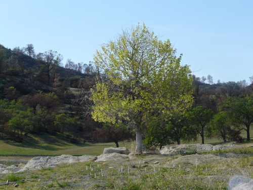 Fremont cottonwood (Populus fremontii)