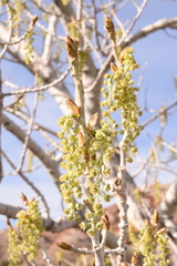 Fremont cottonwood (Populus fremontii)