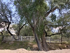 Fremont cottonwood (Populus fremontii)
