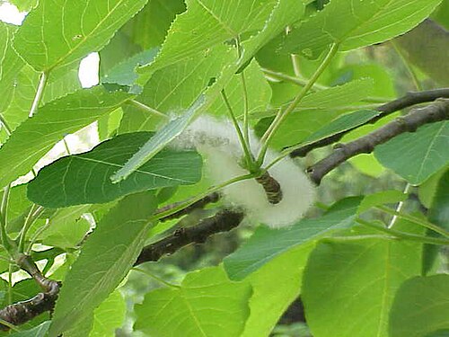Populus glauca: Species : Populus wilsonii Family : Salicaceae Image No. 2