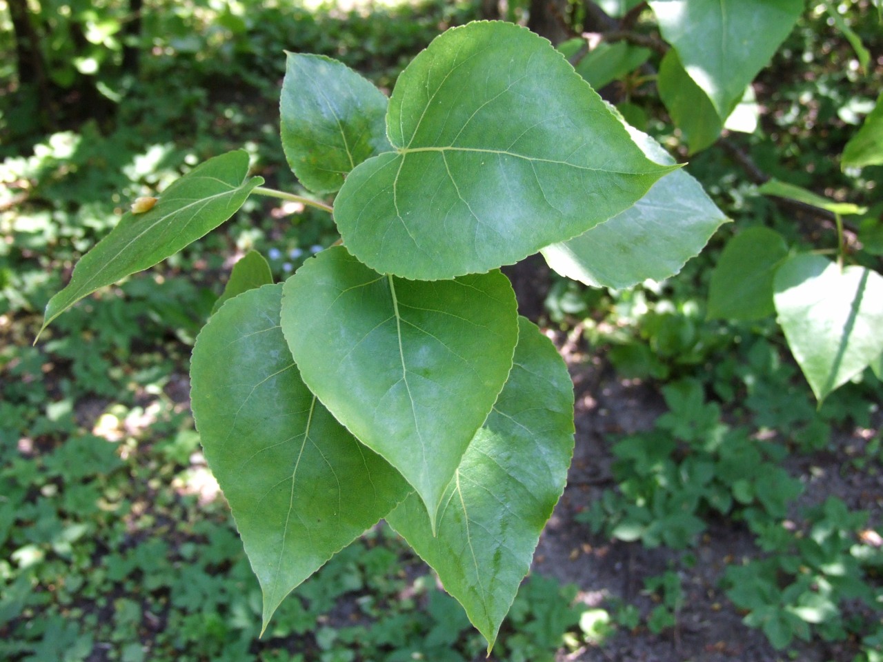 Populus glauca: Populus wilsonii