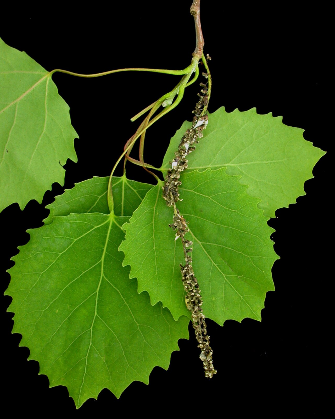 Bigtooth aspen: Nom français : peuplier à grandes dents. Nom anglais : large-toothed aspen. Rameau, feuilles et infrutescence (chaton, fruits, capsules) déhiscente de peuplier