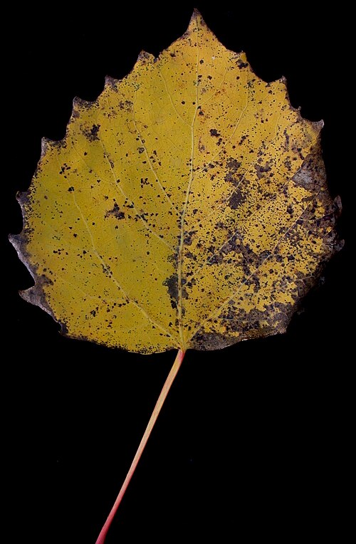 Bigtooth aspen: Nom français : peuplier à grandes dents. Nom anglais : large-toothed aspen. Feuille de peuplier à grandes dents, à l'automne.