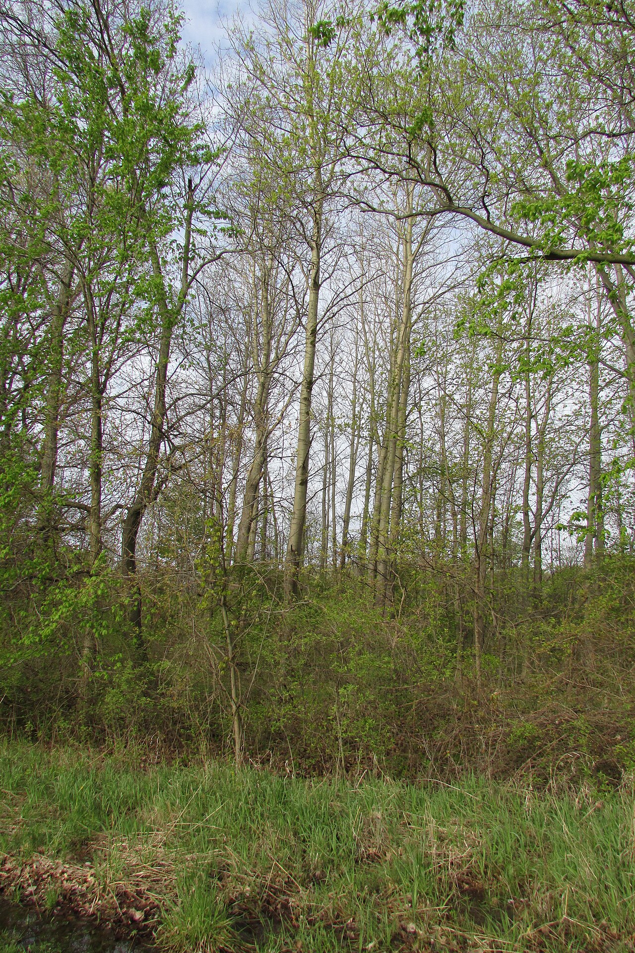Bigtooth aspen: Scenes along the south loop trail.