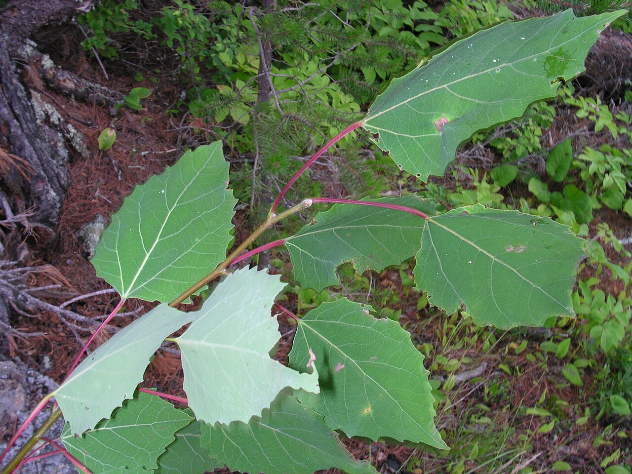 Bigtooth aspen: Location: Superior National Forest , Minnesota, USA. The photographer's original image title: “Populus grandidentata 1-jgreenlee”