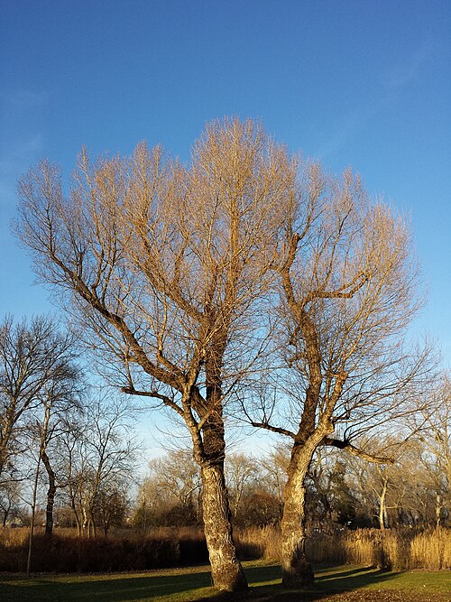 Black poplar: Habitus Taxon: Populus nigra (sensu Fischer et al. EfÖLS 2008 ISBN 978-3-85474-187-9 ) Location: Donaupark, Vienna-Donaustadt - ca. 160 m a.s.l. Habitat: park,