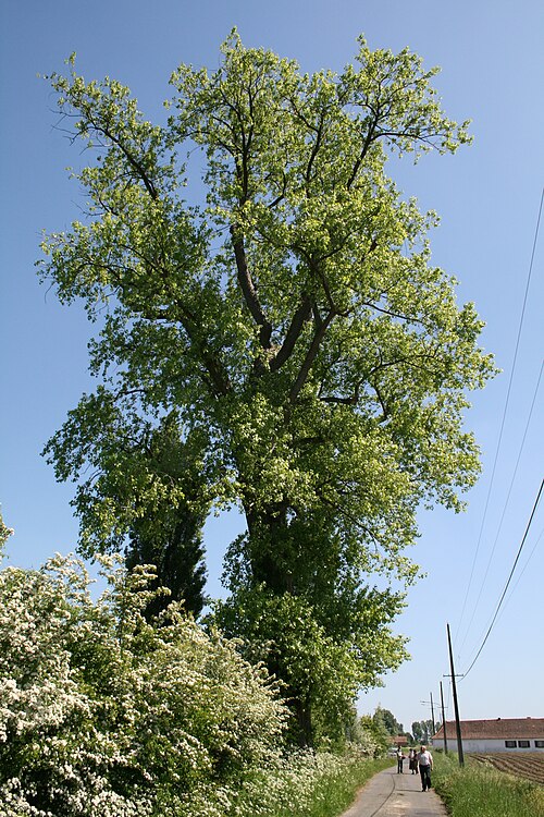 Black poplar: Black poplar