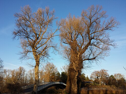 Black poplar: Habitus Taxon: Populus nigra (sensu Fischer et al. EfÖLS 2008 ISBN 978-3-85474-187-9 ) Location: Donaupark, Vienna-Donaustadt - ca. 160 m a.s.l. Habitat: park,
