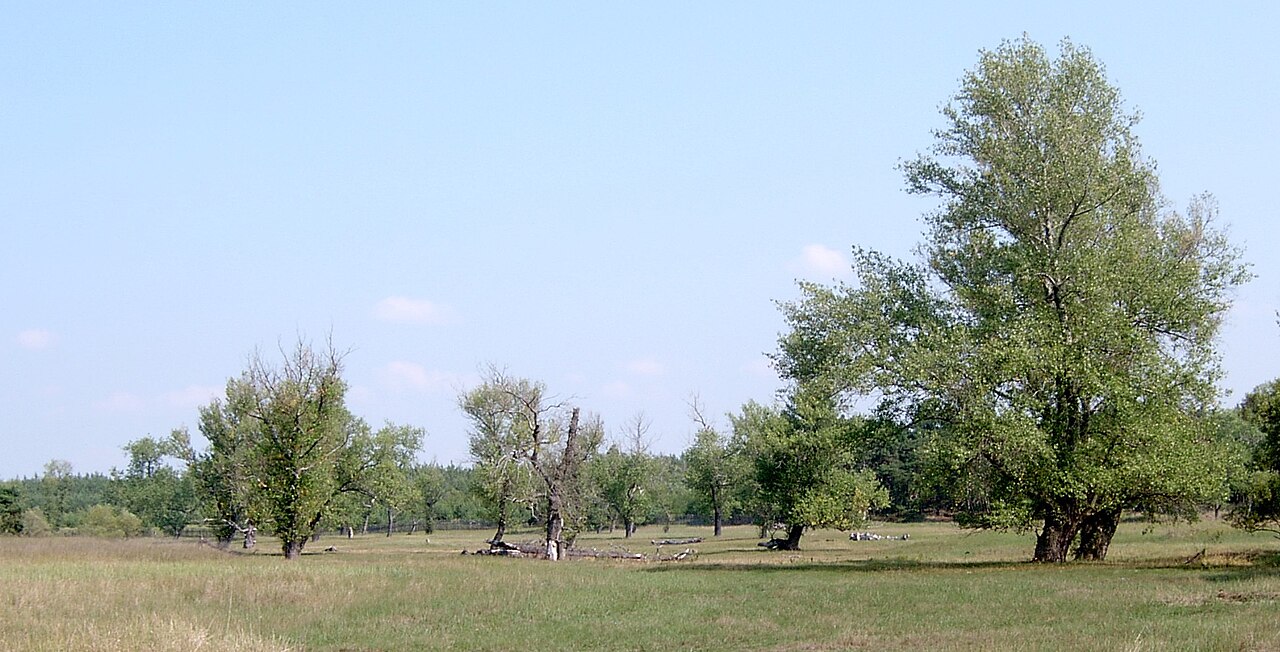 Black poplar: Populus nigra on the Odra river, NW Poland