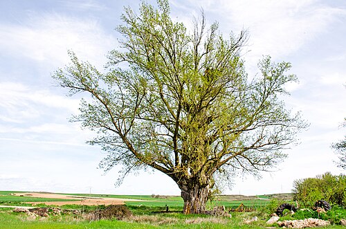 Black poplar: Una «chopa» es, en Sandoval de la Reina y la comarca, un chopo humanizado con el fin de explotarlo para obtener de él leña. Pertenece a la especie Populus nigra
