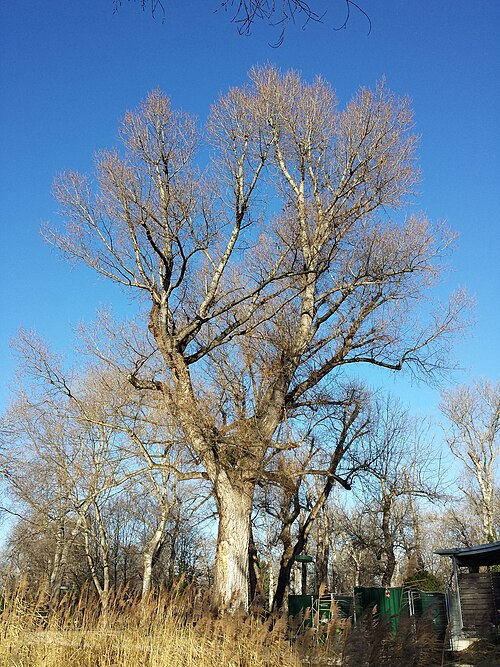 Black poplar: Habitus Taxon: Populus nigra (sensu Fischer et al. EfÖLS 2008 ISBN 978-3-85474-187-9 ) Location: Donaupark, Vienna-Donaustadt - ca. 160 m a.s.l. Habitat: park,
