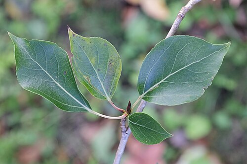 Simon's poplar: Peuplier de Simon 'Fastigiata' ( Populus simonii ) au jardin botanique Roger-Van den Hende de l'Université Laval