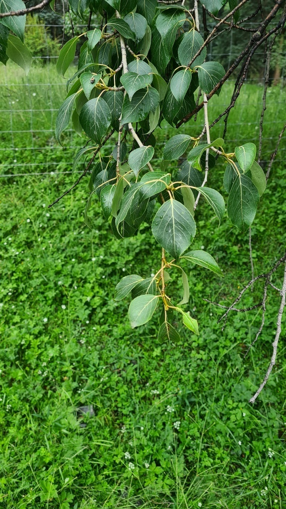 Simon's poplar (Populus simonii)