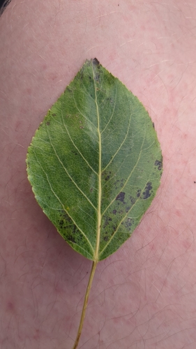 Simon's poplar (Populus simonii)