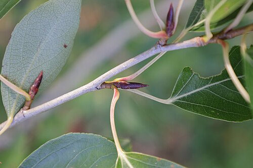 Simon's poplar: Peuplier de Simon 'Fastigiata' ( Populus simonii ) au jardin botanique Roger-Van den Hende de l'Université Laval