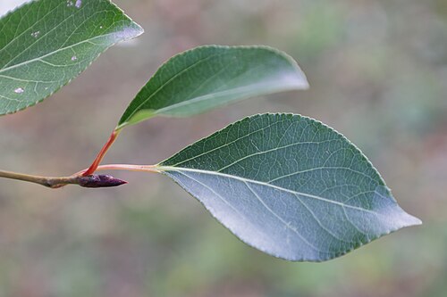 Simon's poplar: Peuplier de Simon 'Fastigiata' ( Populus simonii ) au jardin botanique Roger-Van den Hende de l'Université Laval
