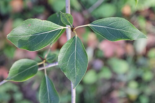 Simon's poplar: Peuplier de Simon 'Fastigiata' ( Populus simonii ) au jardin botanique Roger-Van den Hende de l'Université Laval