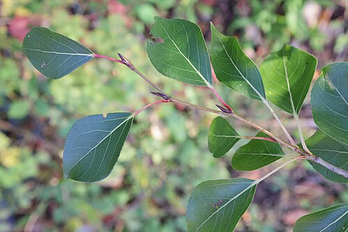 Simon's poplar: Peuplier de Simon 'Fastigiata' ( Populus simonii ) au jardin botanique Roger-Van den Hende de l'Université Laval