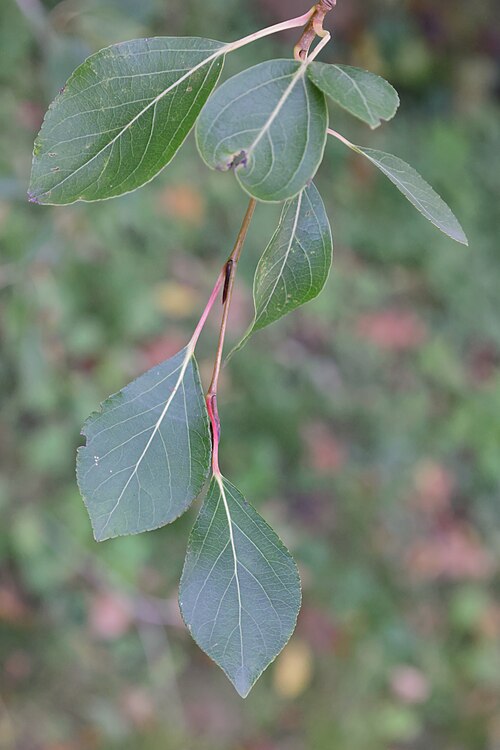 Simon's poplar: Peuplier de Simon 'Fastigiata' ( Populus simonii ) au jardin botanique Roger-Van den Hende de l'Université Laval