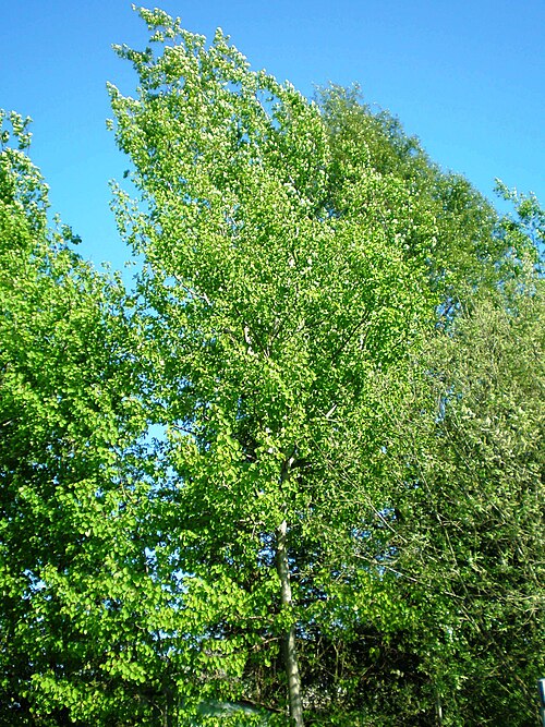 Eurasian aspen: Drebulė