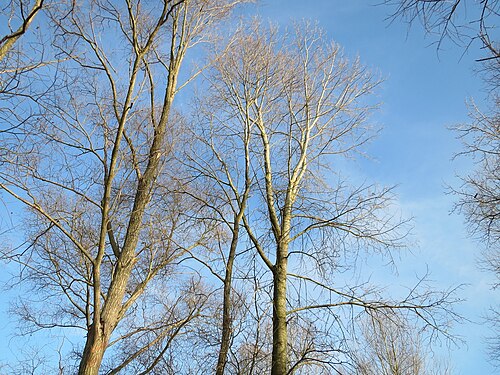 Eurasian aspen: Zitterpappel ( Populus tremula ) bei Oberhausen-Rheinhausen