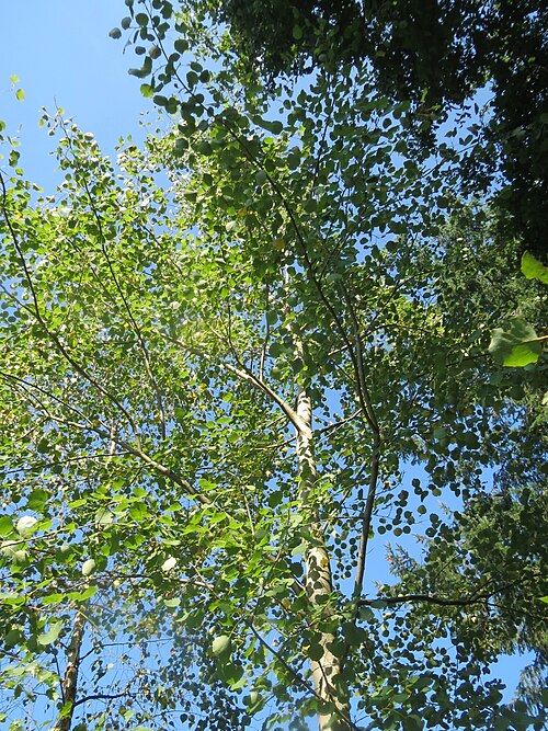 Eurasian aspen: Zitterpappel ( Populus tremula ) an der Habsterhöhe in Alt-Saarbrücken