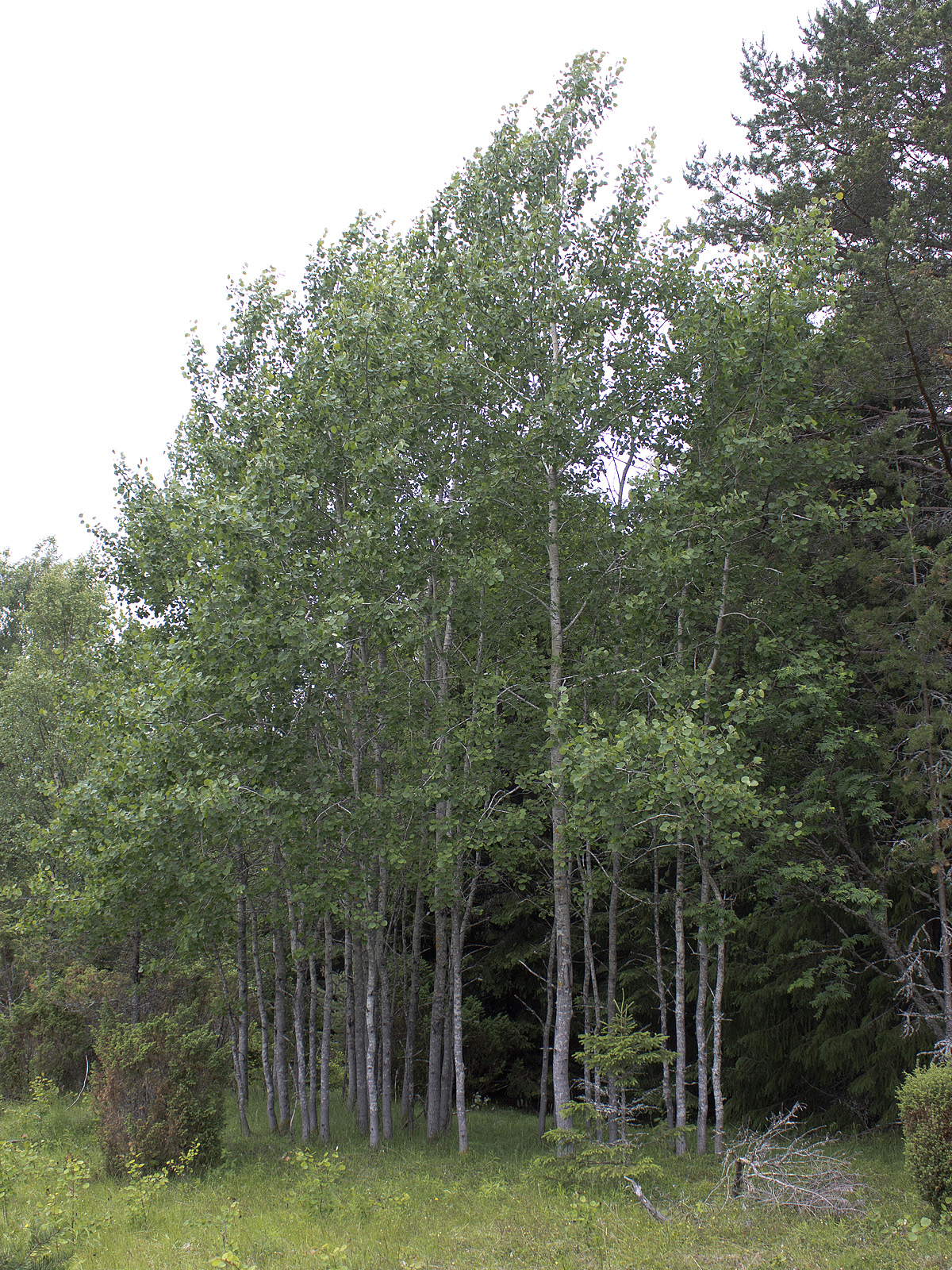 Eurasian aspen: Salicaceae, Populus tremula