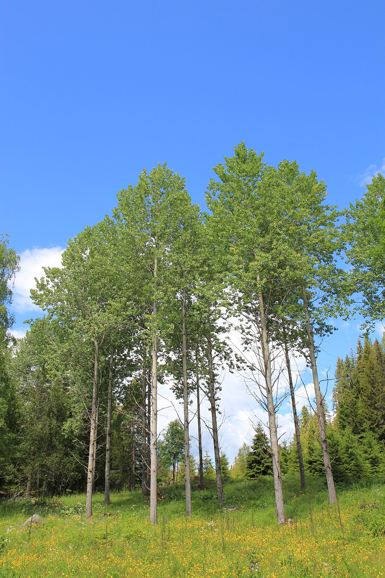 Eurasian aspen: Espeholt i Hurdal