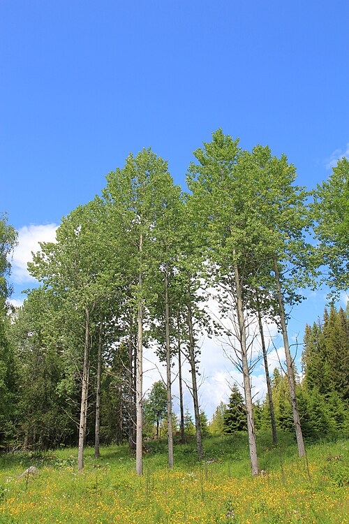 Eurasian aspen: Espeholt i Hurdal