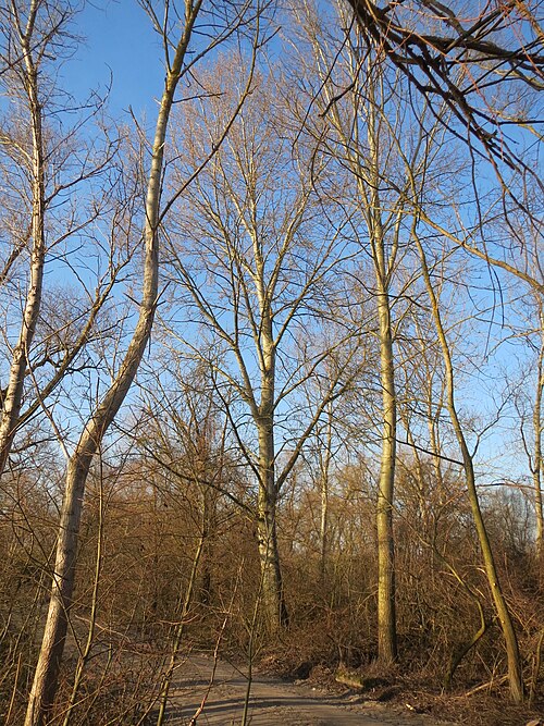 Eurasian aspen: Zitterpappel ( Populus tremula ) bei Oberhausen-Rheinhausen