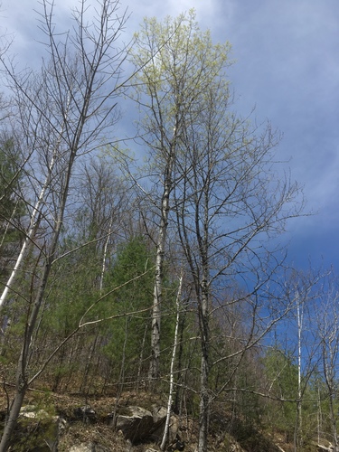 Quaking aspen (Populus tremuloides)
