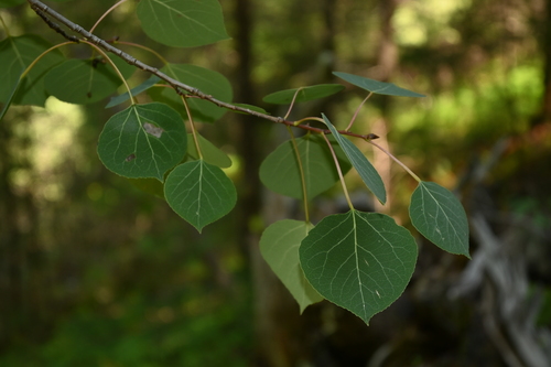 Quaking aspen (Populus tremuloides)