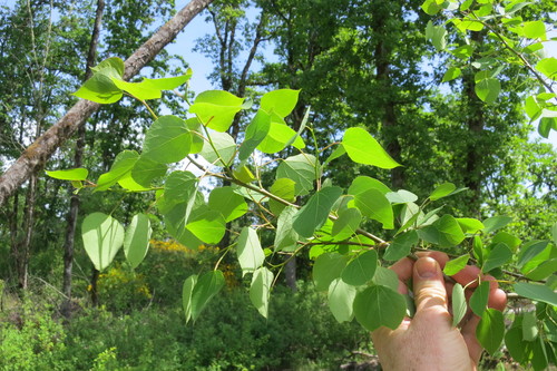 Quaking aspen (Populus tremuloides)